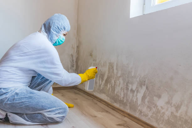 Licensed Mold Remediation service in Henderson, KY - 24 Hour Mold Removal