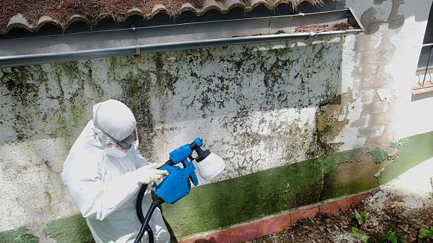 Top rated local Mold Remediation specialists in Henderson, KY